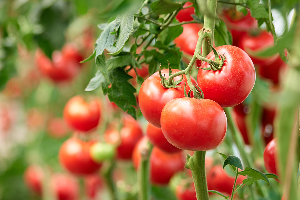 Nawoz-pomidory-papryka-szlkarnia-green_oro-9